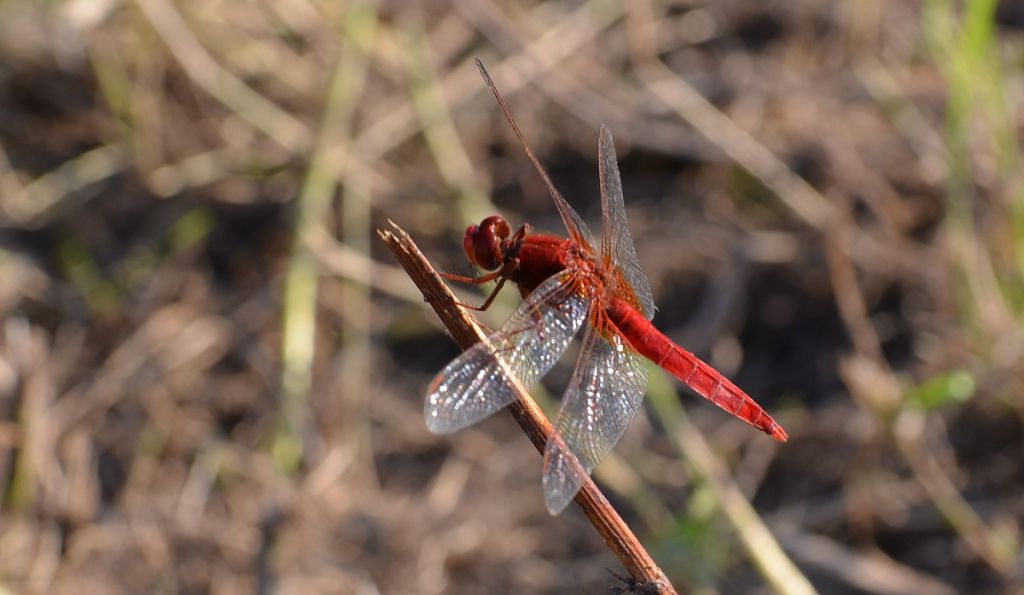 Libellula rossa